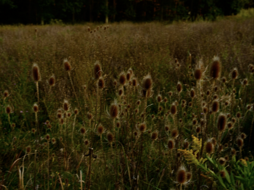 Nan Goldin Wild Flowers inkjet print of a dense field of teasel plants in earthy tones with soft light and subtle blur.  