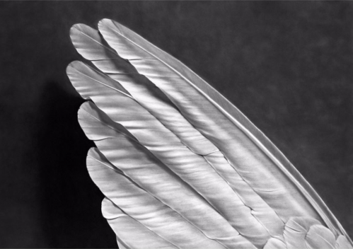Robert Longo Angel’s Wing pigment print of detailed white feathers in close-up against dark background, rendered in black and white.