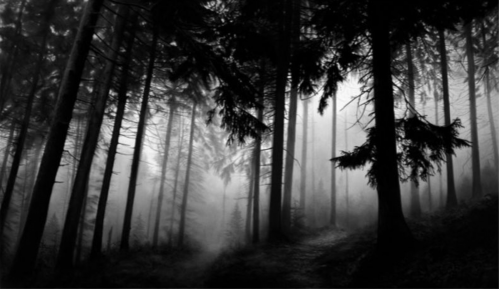 Robert Longo Fairmount Forest pigment print of dense black-and-white forest with tall trees and fog creating a moody, atmospheric scene.
