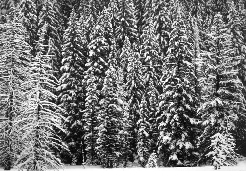 Robert Longo White Snow Trees of the Black Forest archival pigment print showing snow-covered fir trees in detailed black and white. 