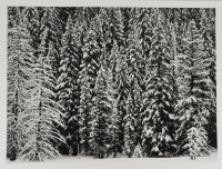 Robert Longo White Snow Trees of the Black Forest archival pigment print showing snow-covered fir trees in detailed black and white. 