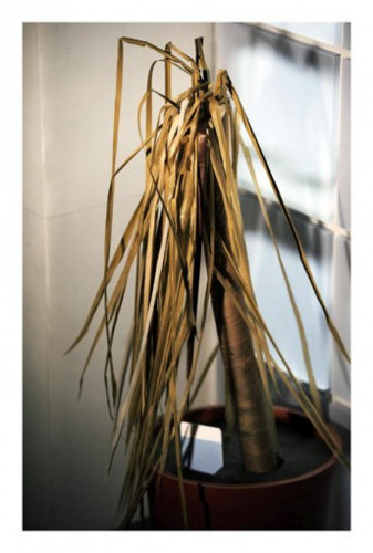 Thomas Demand Ex Libris #9 screenprint of dry, wilted potted plant sculpture in stark light with window in background.